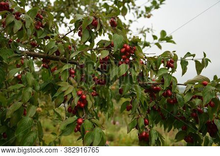 Red Cornel Berries Hang On A Branch.many Rich Cornelian Cherry On The Green Bush