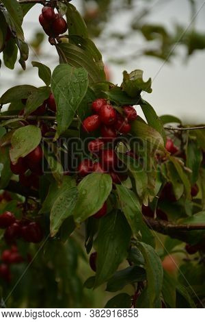 Red Cornel Berries Hang On A Branch.many Rich Cornelian Cherry On The Green Bush