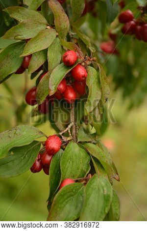 Red Cornel Berries Hang On A Branch.many Rich Cornelian Cherry On The Green Bush