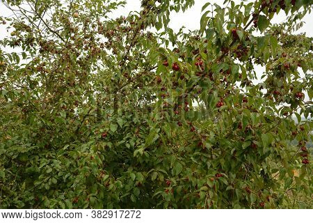 Red Cornel Berries Hang On A Branch.many Rich Cornelian Cherry On The Green Bush