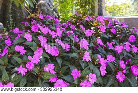 Tropical Plant With Pink Purple Flowers Impatiens Neuguinea, Also Known As Jewelweed, Touch-me-not, 