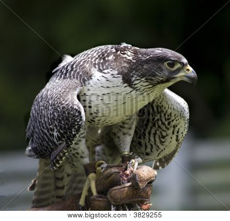 GYR Falcon Falco Rusticolus