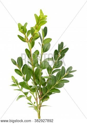 Boxwood Branch Isolated On White Background. Green Boxwood Sprig. Buxus With Clipping Path.