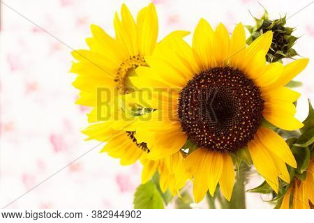 Yellow Flowers. Flower In Garden At Sunny Summer Or Spring Day. Flower For Postcard Beauty Decoratio