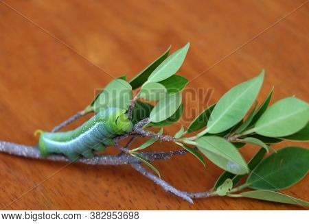Oleander Hawkmoth Caterpillar  (daphnis Nerii, Sphingidae) On The Branch Of Tree On Wooden Floor.