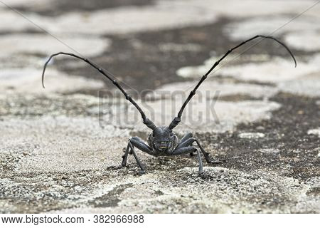 Male Of Longhorn Beetle, Morinus Asper, On Tree Bark With Lichens.