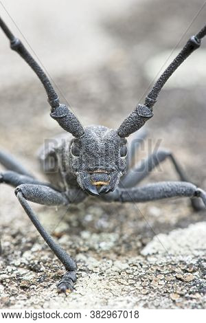 Male Of Longhorn Beetle, Morinus Asper, On Tree Bark With Lichens.