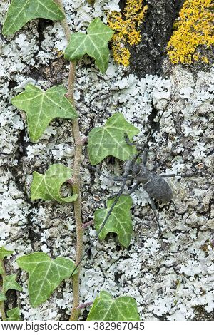 Male Of Longhorn Beetle, Morinus Asper, On Tree Bark With Lichens.