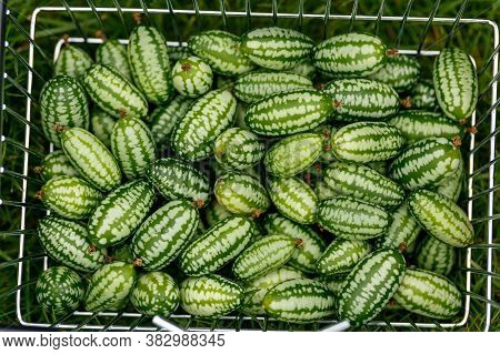 Cucamelon, Melothria Scabra Or Mousemelon, Mexican Fruit Freshly Harvested In Mesh Basket In Summer 
