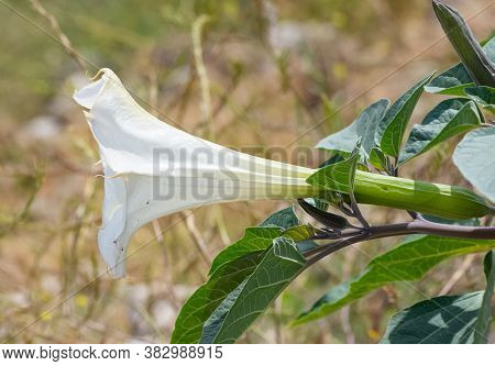 White Flowering Plants Growing In The Countryside
