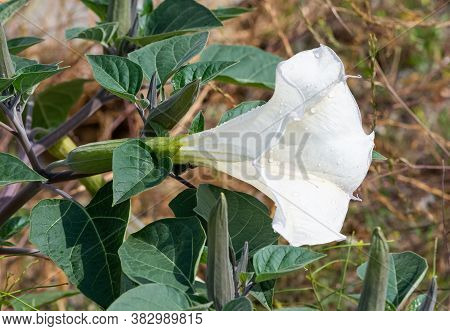 White Flowering Plants Growing In The Countryside