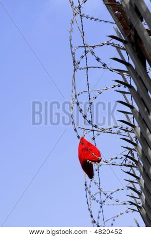 Red Hat v ostnatý drát