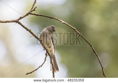Common Bulbul