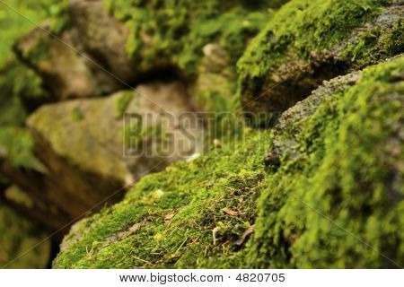 Die Steine mit einem Moos bedeckt