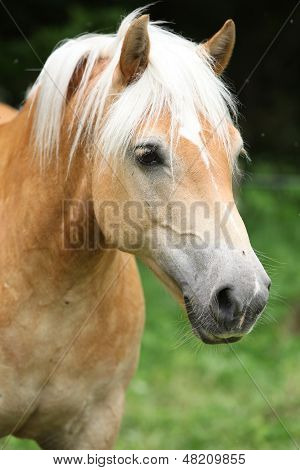 Великолепная Haflinger перед темный фон