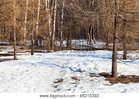 Morgen Scenic im Frühjahr Wald