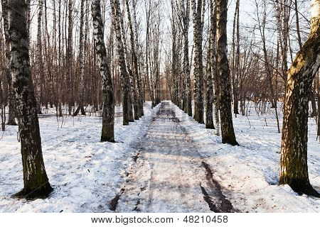 Verschneite Gasse In Birkenwald