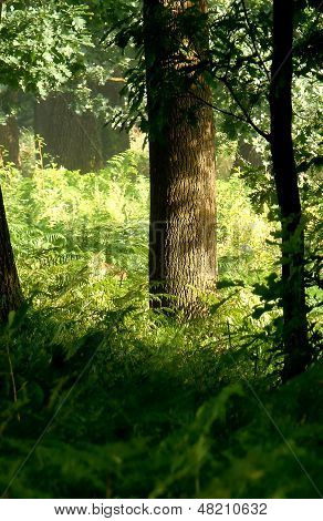 Pohled na lesní mlha v oak forest během hodiny svítání - zlatý