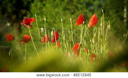 nádherné červené Vlčí máky ve větrné pšeničné pole, lesa vystaven větru vytváří hravou bokeh efekt v