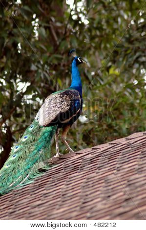 Peacock On Roof