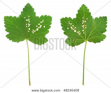 Red currant leaf attacked by Flea beetles