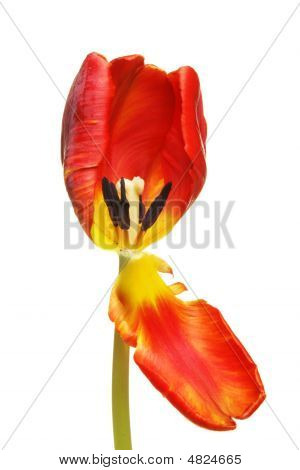 Tulipa aberta