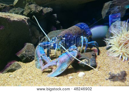 Avrupa ıstakoz - Homarus Gammarus