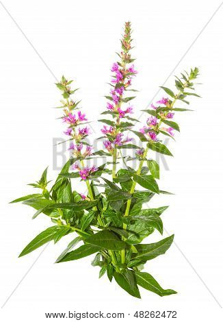 โรงงาน Lythrum สีม่วง