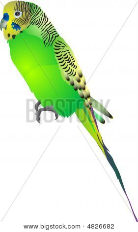 Hullámos papagájok