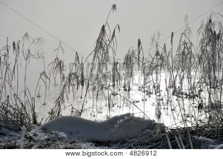 ทะเลสาบ Reeds น้ำแข็ง และหมอก