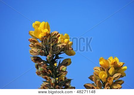 Gorse