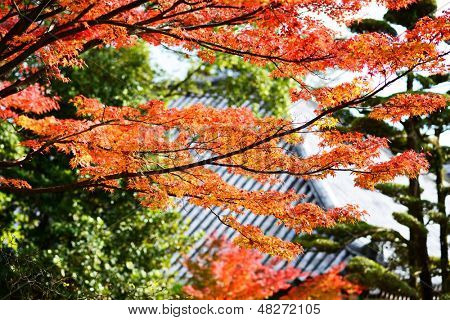 Fall Foliage in Nara, Japan.