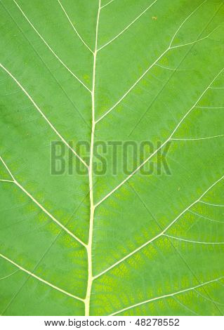 Teak wood Leaf