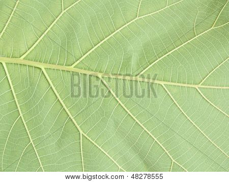 Teakwood Leaf