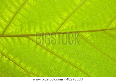 Teak wood Leaf