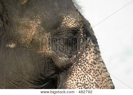Elephant's Eye