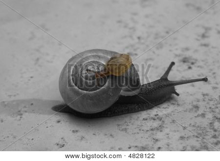 Snegle