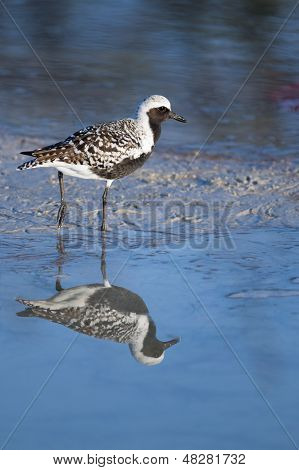 Charadrius ventrenero sulla spiaggia
