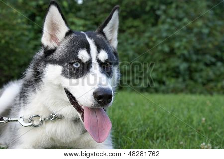 Siberian Husky