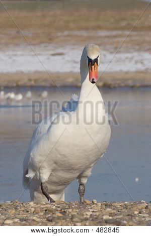 Cisne escalada la orilla.