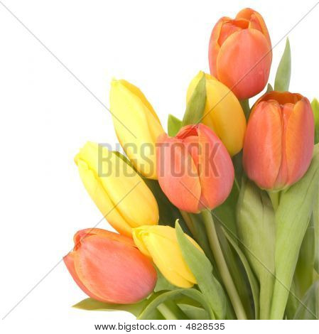 Tulipaner