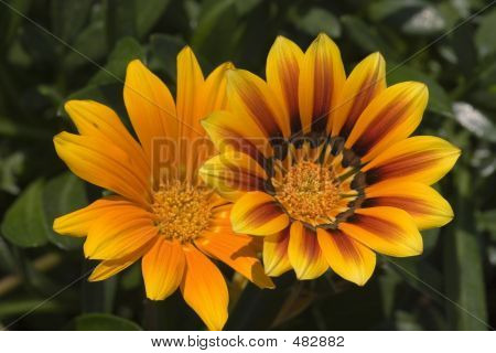 Mittagsblume