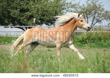 Ницца Haflinger, работающие на выгон