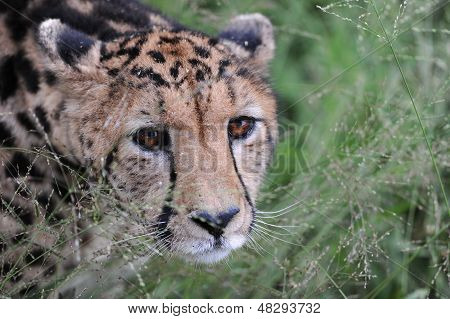 Král gepard