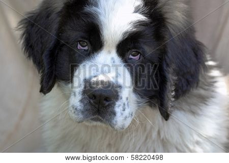 St. Bernard Puppy