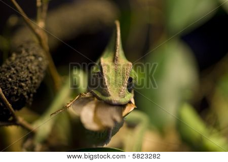 Chameleons välipala