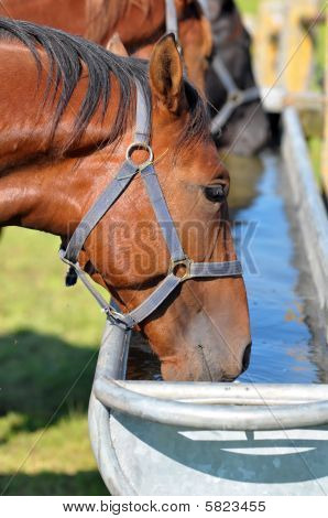 Cavallo