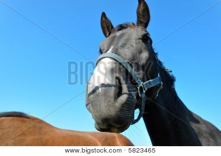 Cavallo