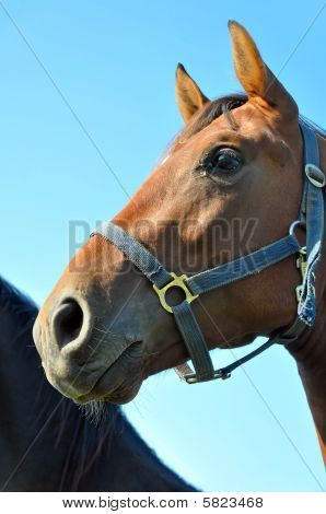 Cavallo