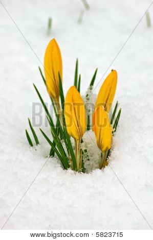 Crocusse Looking for Spring